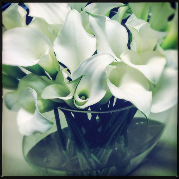 卡拉·莉莉斯图片下载