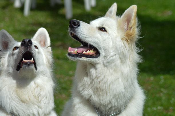 两只德国白羊图片下载