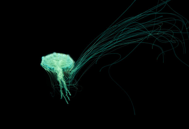 发光水母孤立在黑色。图片下载