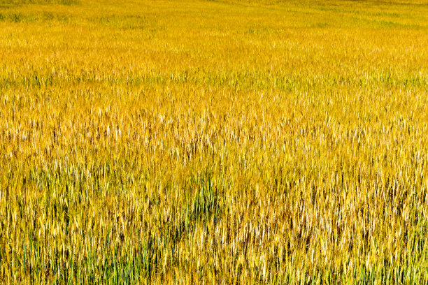 场的小麦图片下载