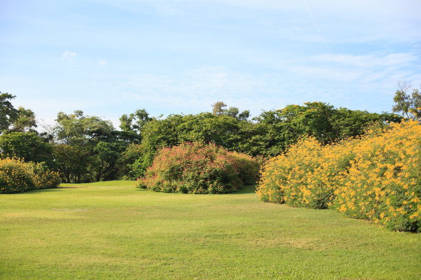 夏天的草地图片下载