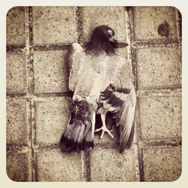 “在那里图片下载