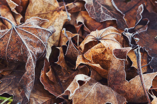 秋叶因霜冻而变成褐色图片下载