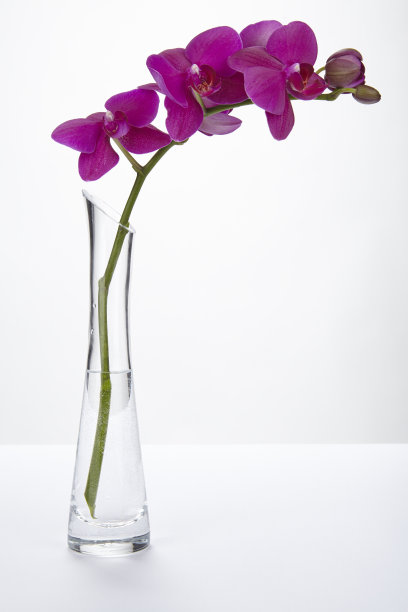 紫色兰花成花瓶图片下载
