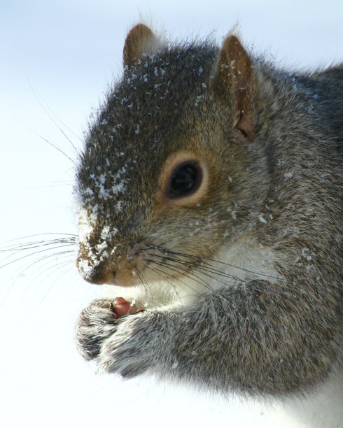 雪喂松鼠图片下载