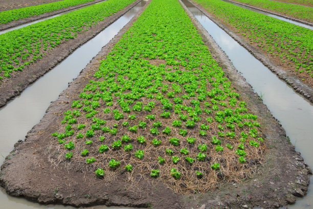 蔬菜床图片下载