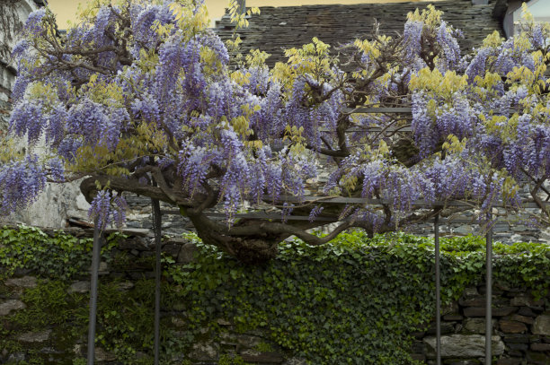 紫藤开花图片下载