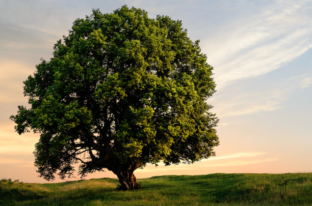 夕阳中的树图片下载