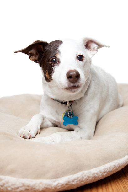 可爱的狗图片下载