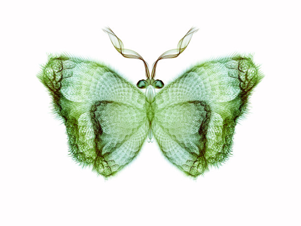 蝴蝶抽象图片下载