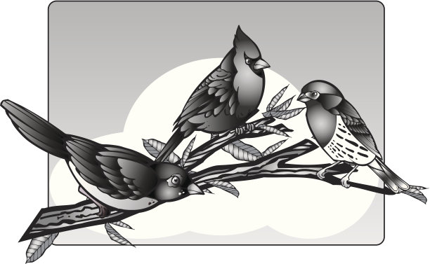 鸟在树枝图片下载