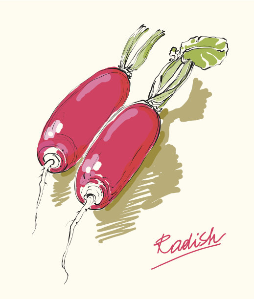 矢量图萝卜图片下载