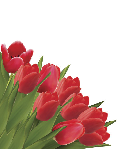 情人节的背景。美丽的郁金香花。向量图片下载