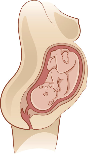 足月妊娠的电脑图解图片下载