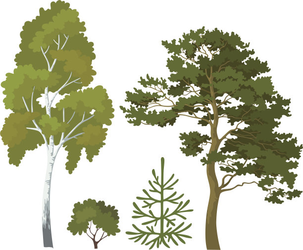 森林植物组图片下载