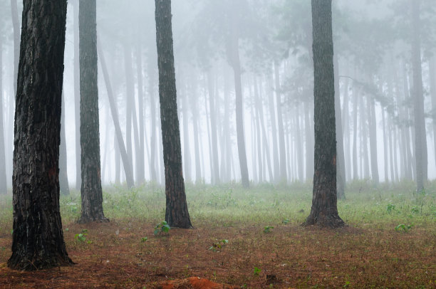 雾松森林图片下载