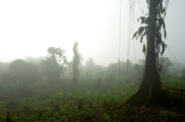 雾中的孤独花园树-新几内亚图片下载