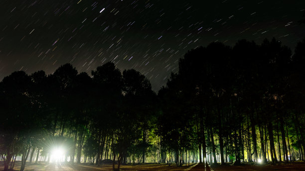 森林之夜图片下载