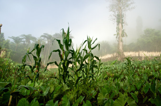 晨雾中的花园——新几内亚图片下载