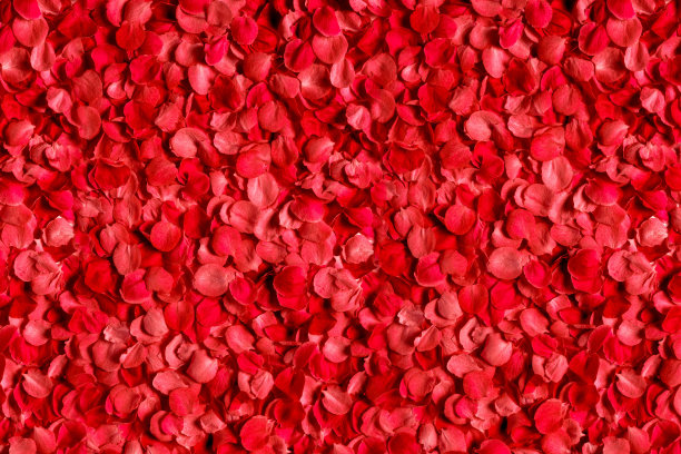 玫瑰花瓣照片素材ID：108329170