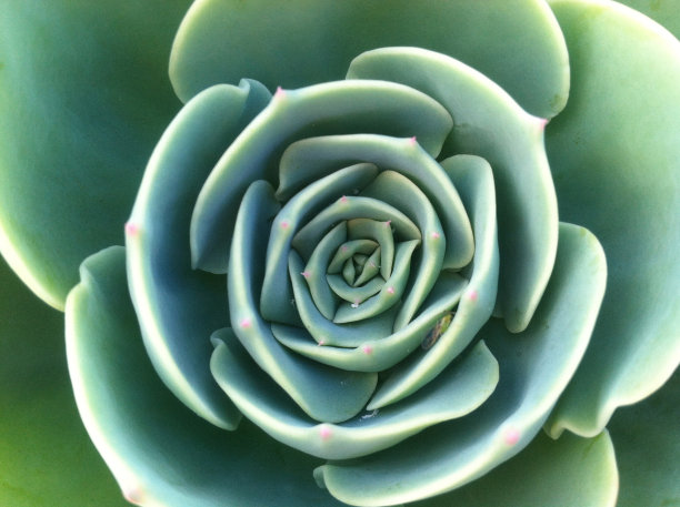 单株肉质植物开花图片下载