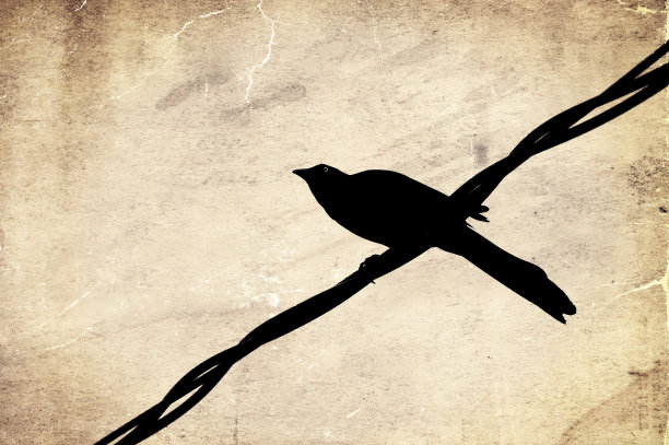 铁丝上乌鸦的剪影图片下载