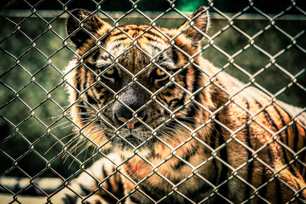 笼子里的老虎图片下载