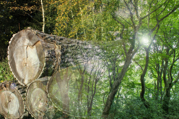 木材工业图片拼贴图片下载