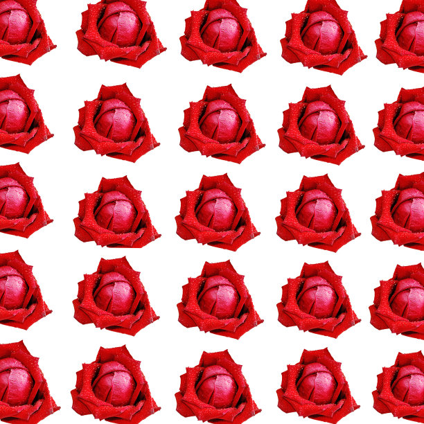 孤立在白色背景上的红玫瑰。图片下载