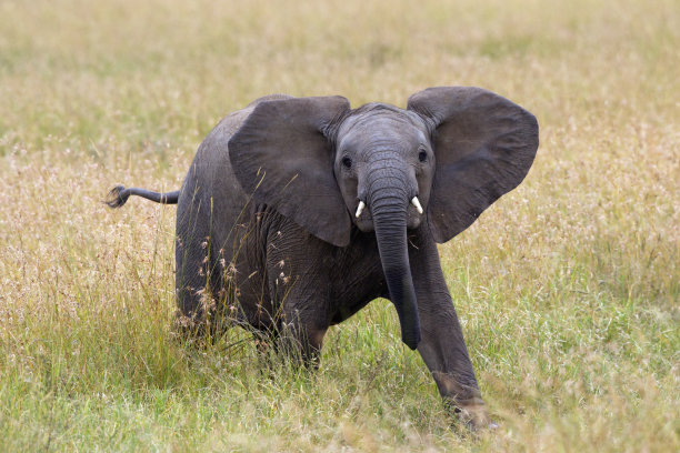 非洲尼舍·埃莱芬特，洛克索东塔·非洲图片下载