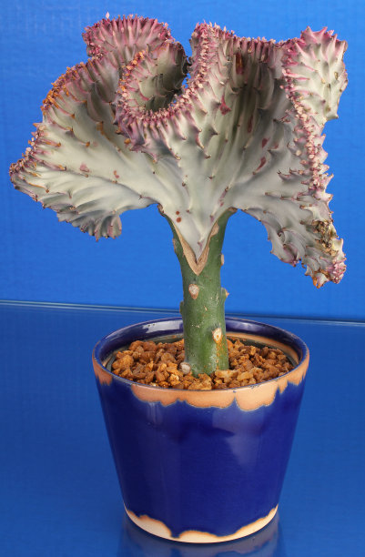 盆栽的仙人掌图片下载