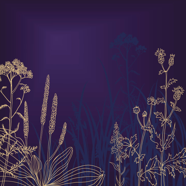 花和草在晚上图片下载