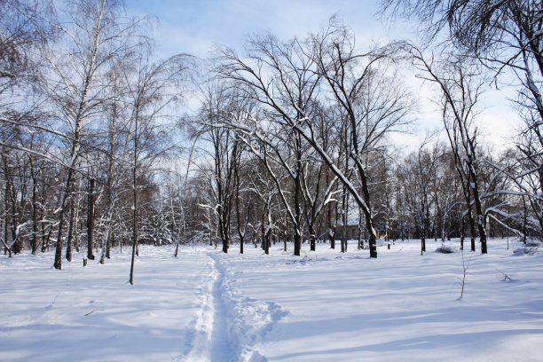 冬天森林里的小路图片下载
