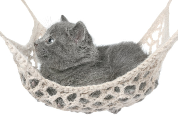 可爱的灰色小猫躺在吊床上。图片下载