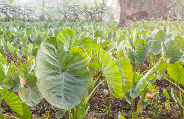 泰国的芋头种植地。图片下载