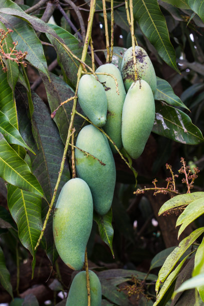 芒果的特写。图片下载