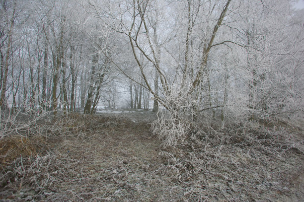 冬天森林里的树木图片下载
