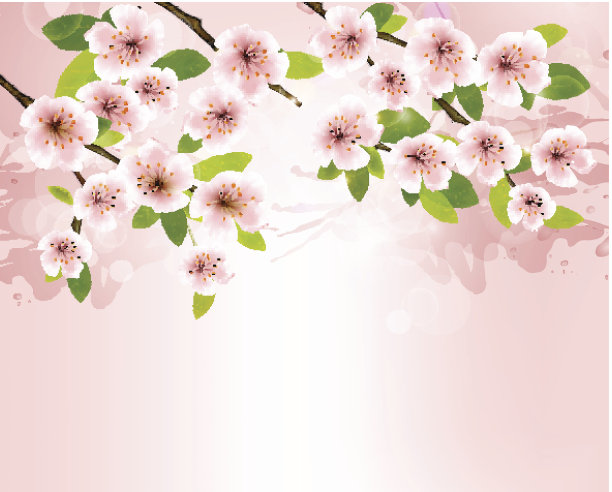 自然背景与盛开的樱花早午餐。向量illustra图片下载