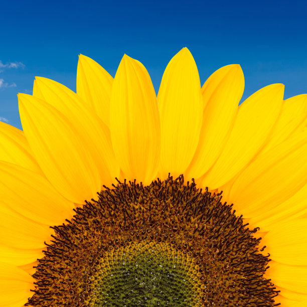 天空背景上的向日葵图片下载
