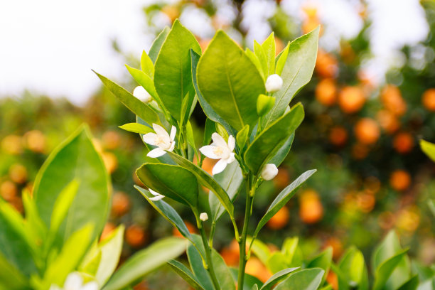 越南河内的鲜花图片下载