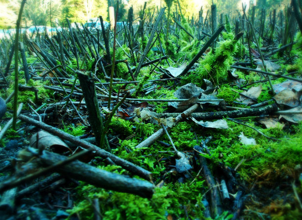 蚂蚁的森林图片下载