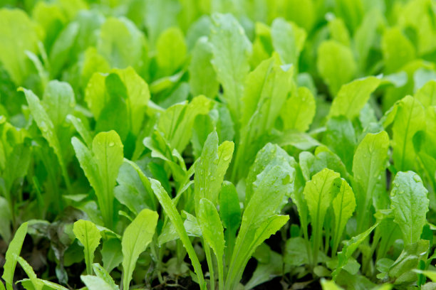 农场里的新鲜绿色蔬菜图片下载