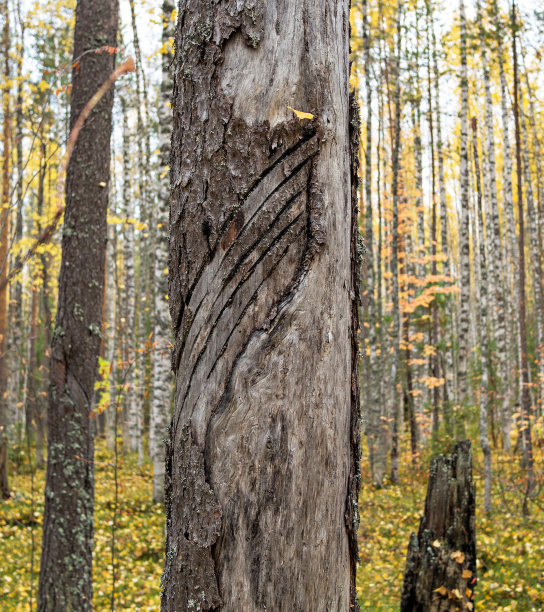 林业中使用化学法的后效图片下载