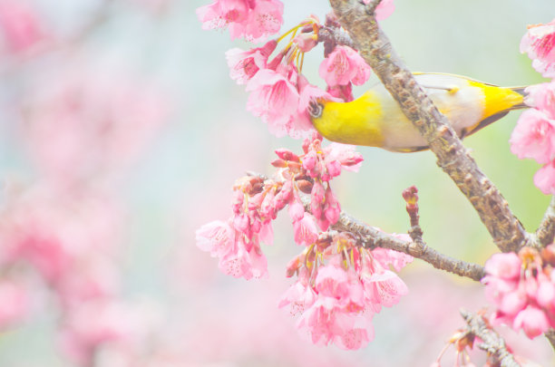 樱花和樱花上的白眼鸟图片下载