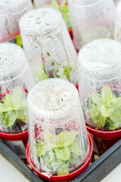 迷你温室图片下载