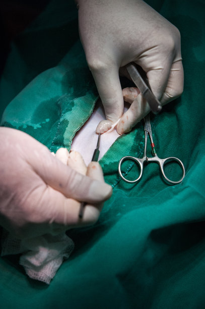 狗被消毒图片下载