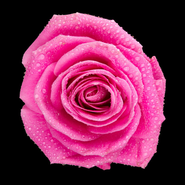 玫瑰开花图片下载