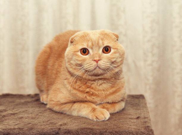 奶油苏格兰折猫的肖像图片下载