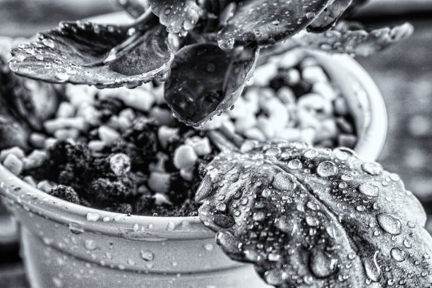 水滴在叶子上图片下载