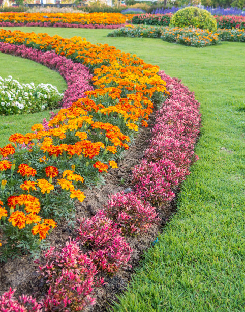 五彩缤纷的花坛和蜿蜒的草地图片下载